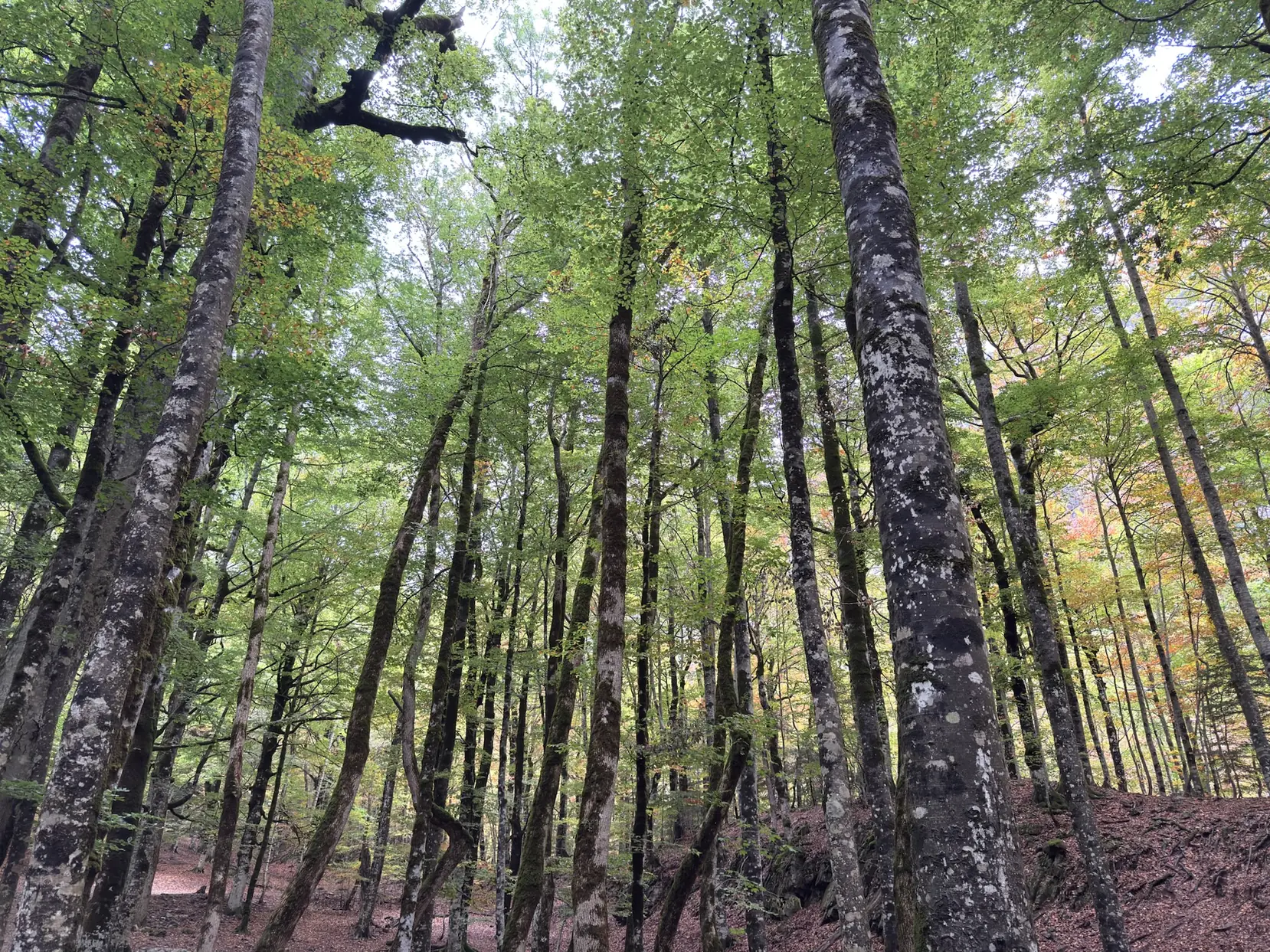 Bosque de hayas con troncos altos y rectos en el valle de Ordesa. Foto propia La Maleta Inquieta, octubre 2026