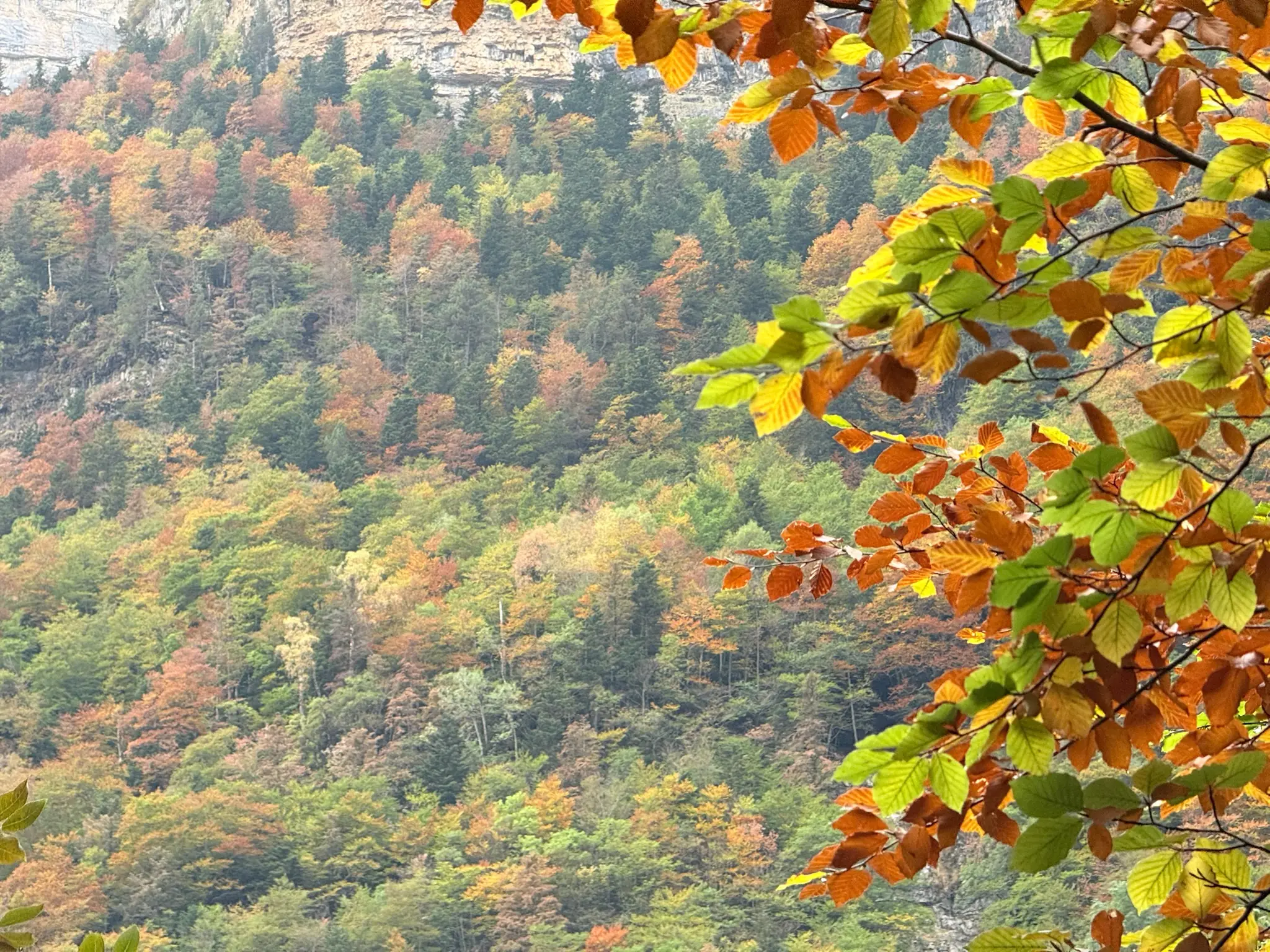 Ladera del valle de Ordesa cubierta de bosque con tonos otoñales y hojas de haya en primer plano. Foto propia La Maleta Inquieta, octubre 2026