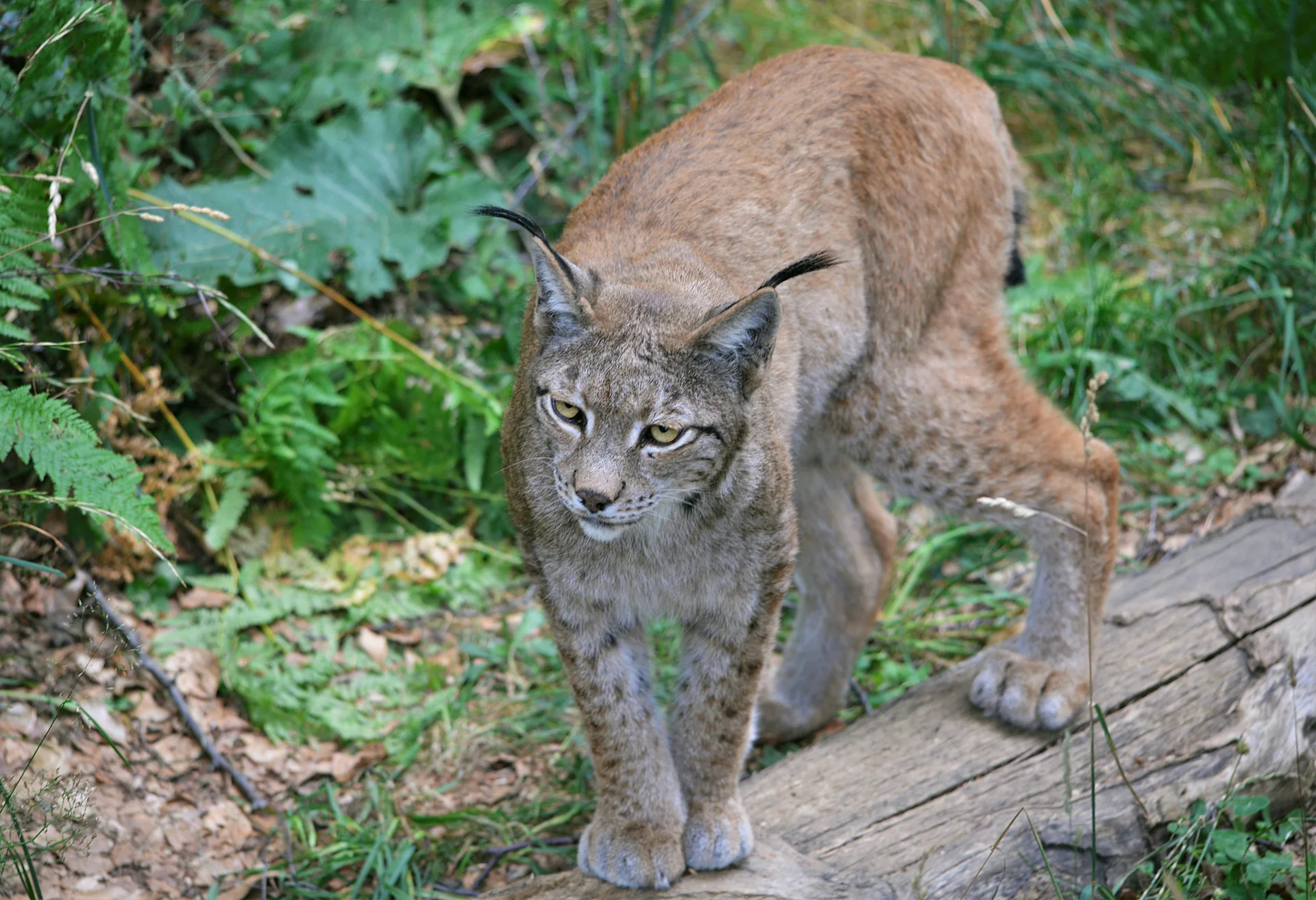 Lince boreal caminando sobre un tronco entre helechos en el Parque Faunístico Lacuniacha, en Piedrafita de Jaca