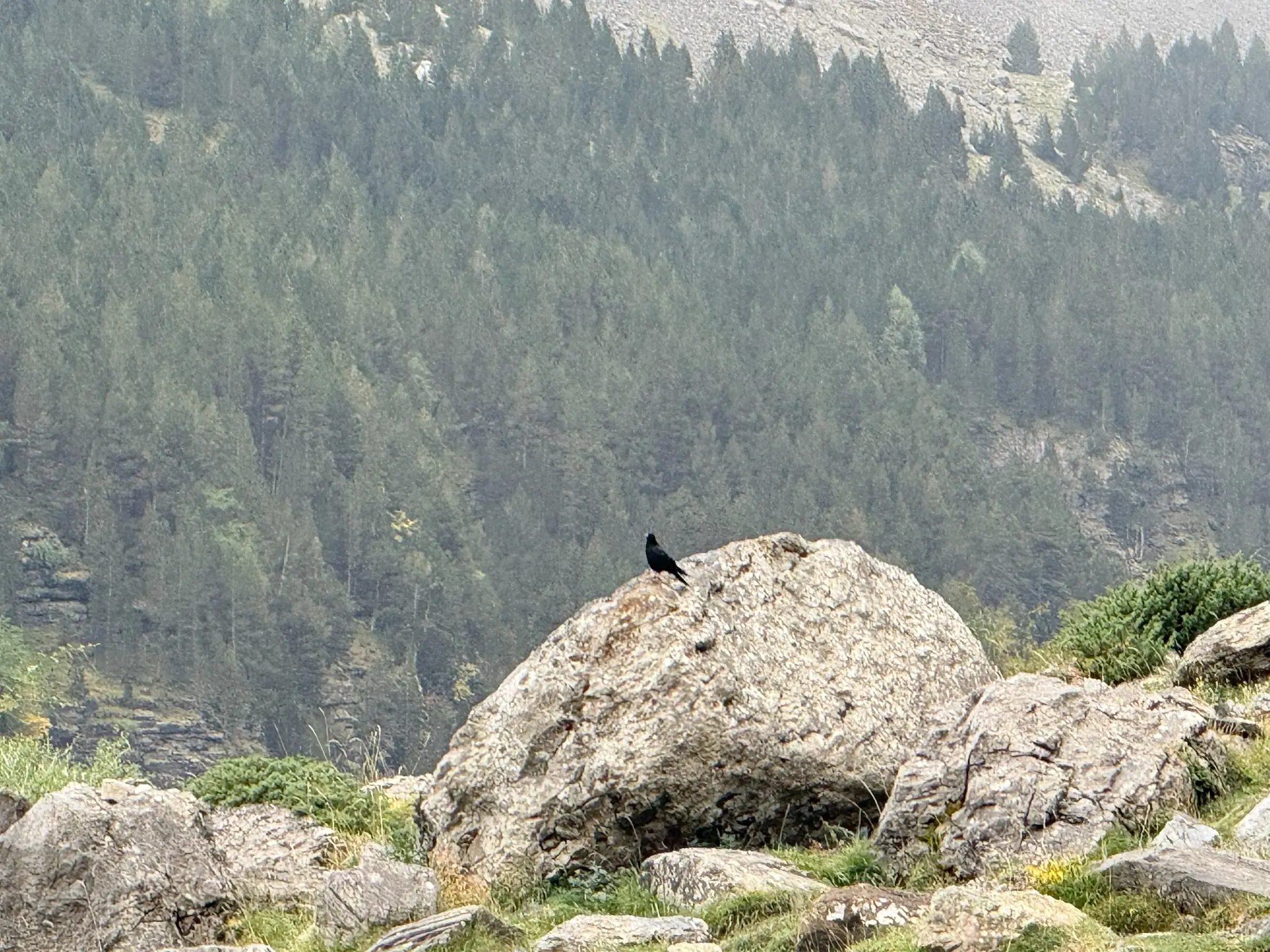 Chova piquirroja posada en una roca con bosque de pinos al fondo en el valle de Ordesa. Foto propia La Maleta Inquieta, octubre 2026