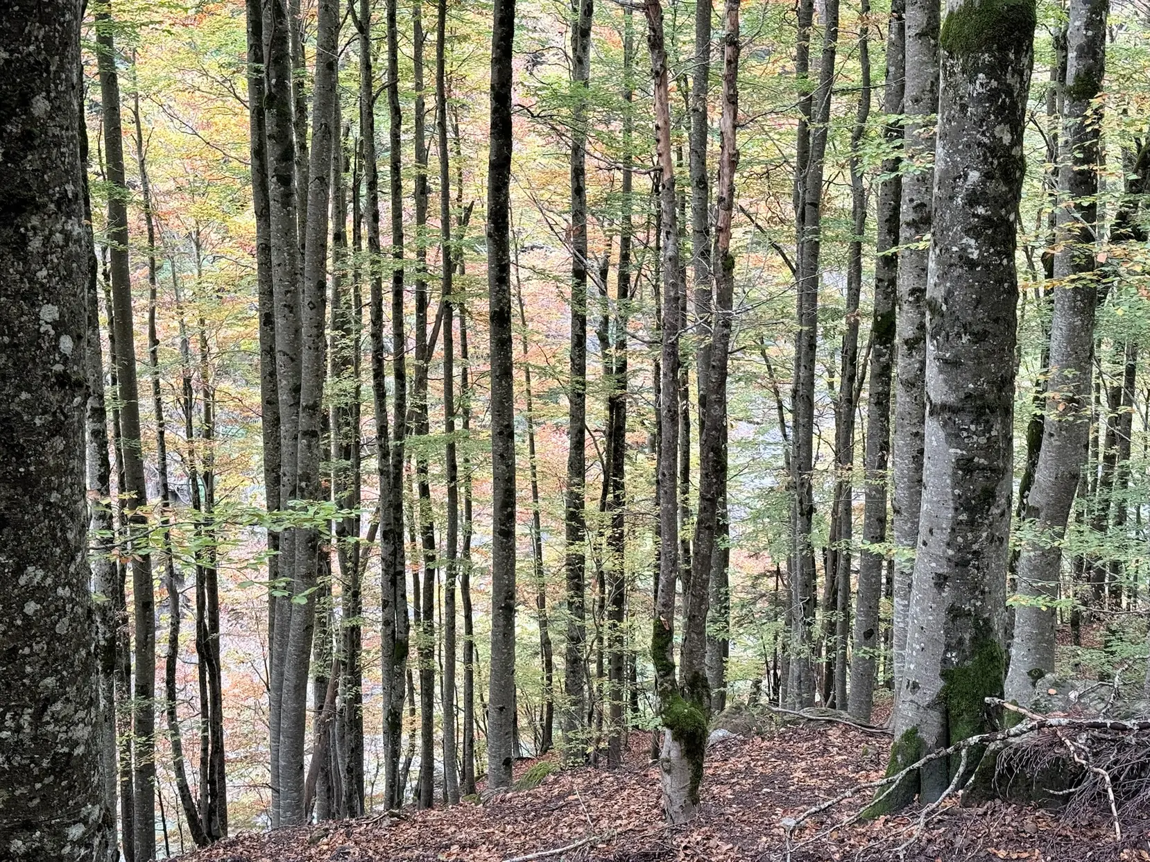 Hayedo con troncos verticales y hojas otoñales en el suelo del valle de Ordesa. Foto propia La Maleta Inquieta, octubre 2026