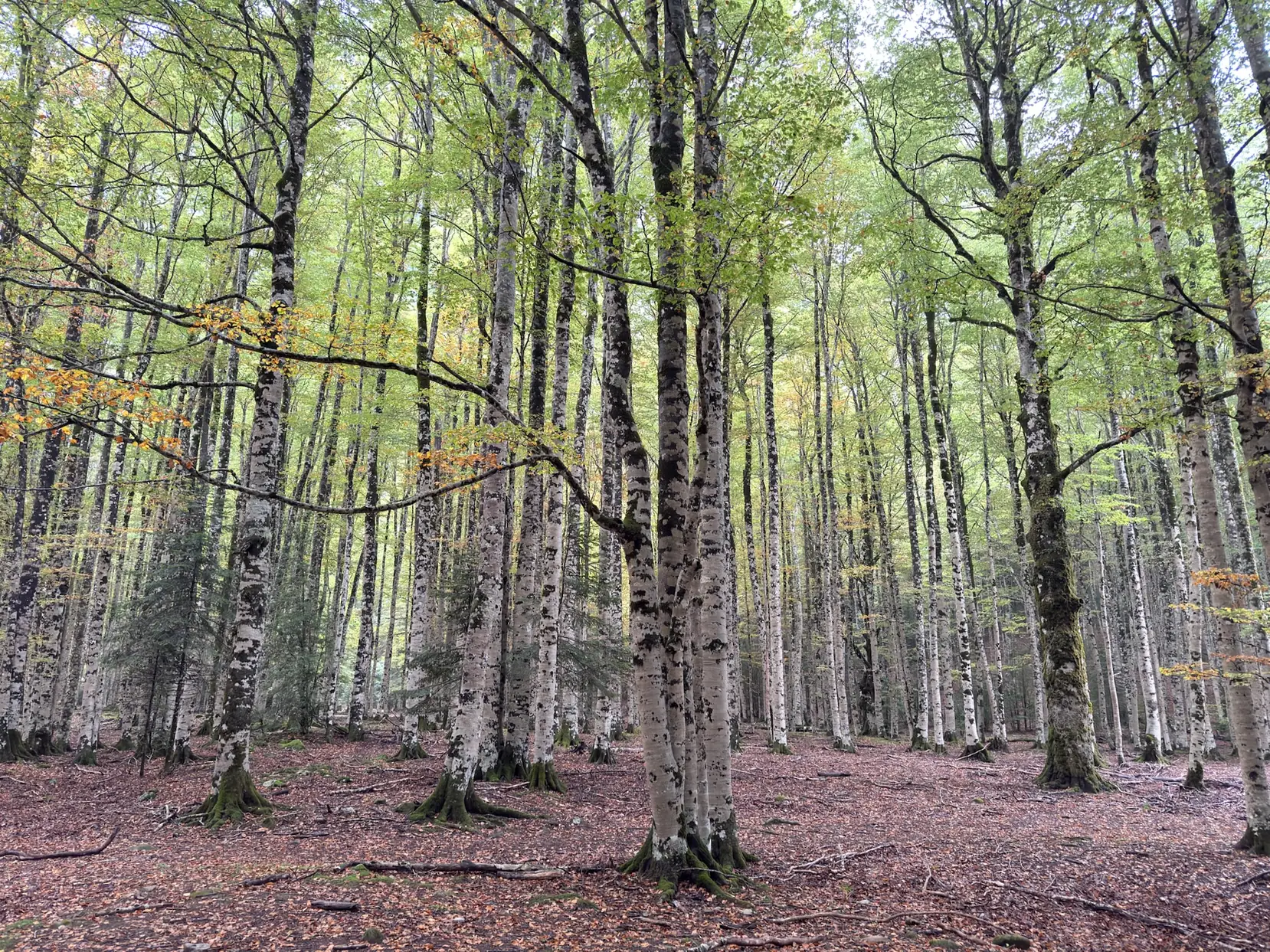 Hayedo en Ordesa con troncos plateados de hayas, hojarasca en el suelo y luz filtrada entre las copas. Foto propia La Maleta Inquieta, octubre 2026