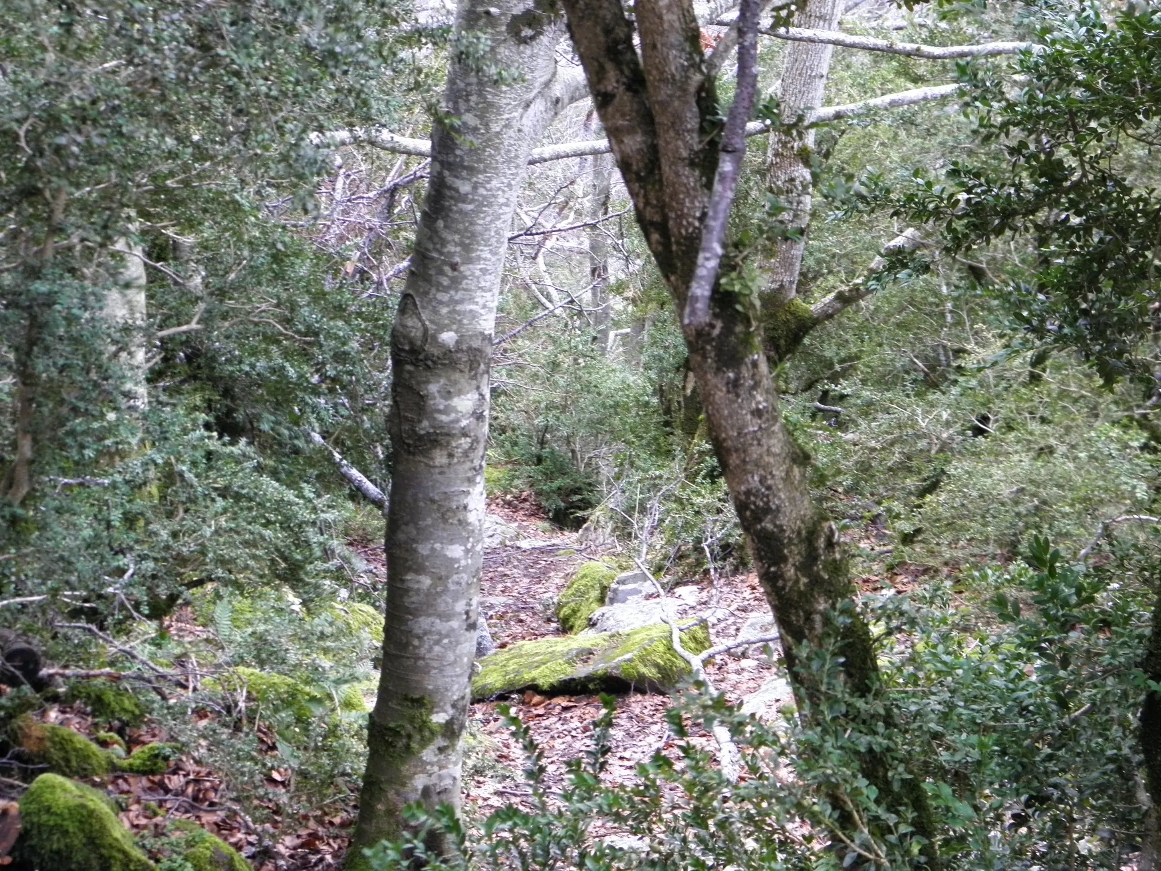Sendero entre hayas y árboles con musgo en la Selva de Oza del valle de Hecho con vegetación frondosa