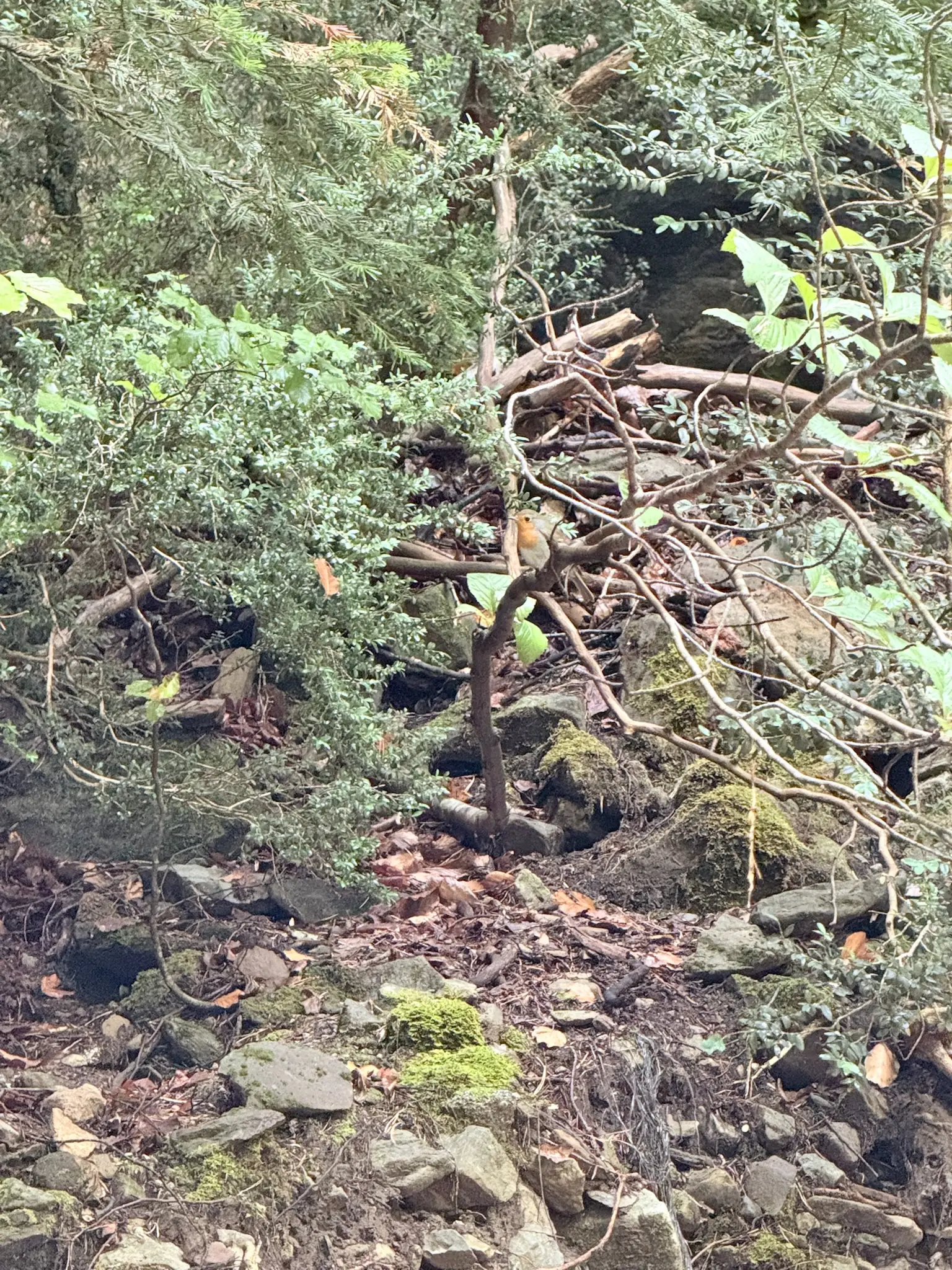 Sendero con ramas caídas y vegetación de montaña en la Senda de los Cazadores de Ordesa. Foto propia La Maleta Inquieta, octubre 2026